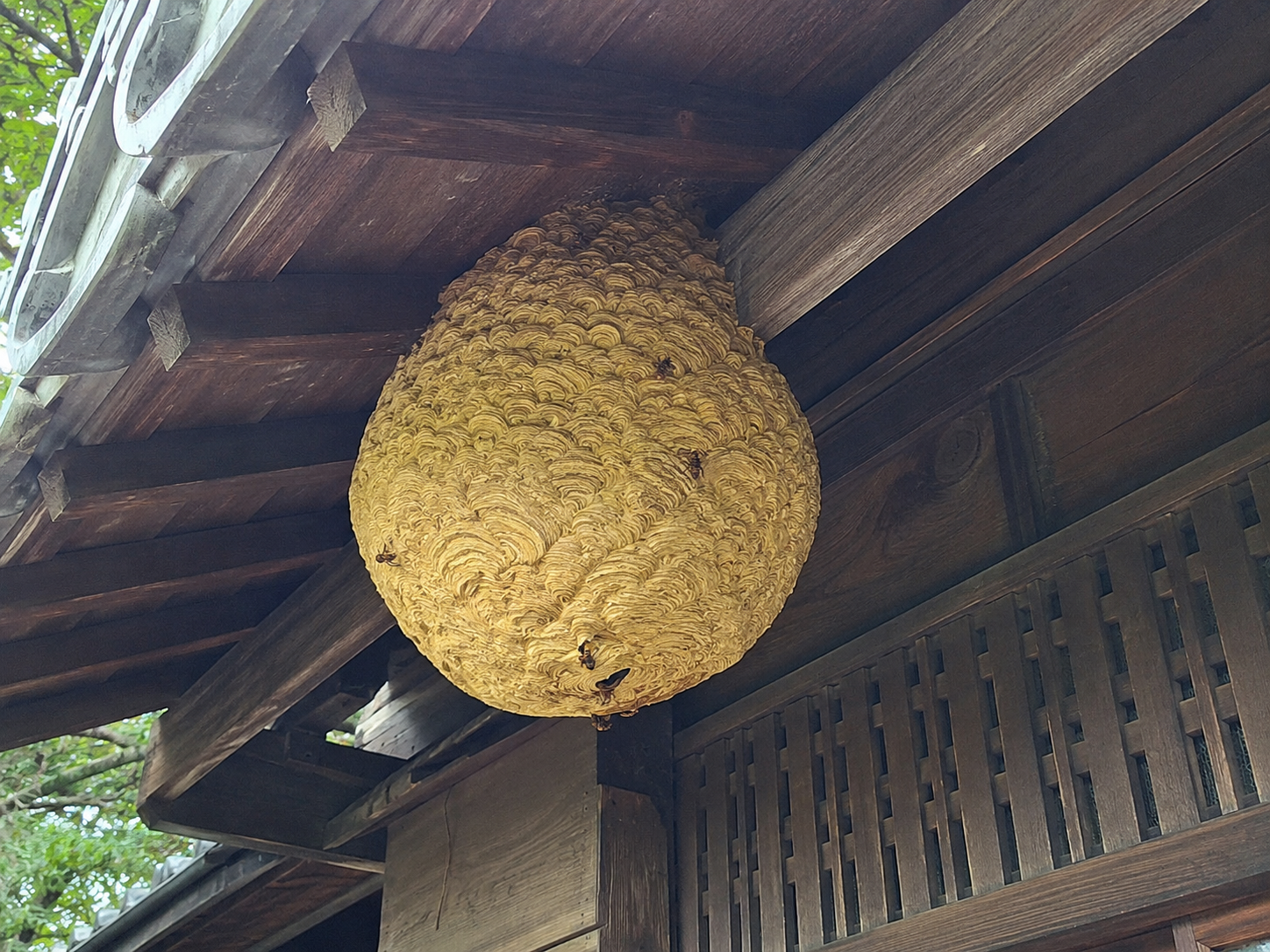 春先にハチの巣を早めに駆除すべき理由と適切なタイミング